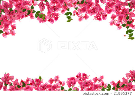 Bougainvillea flower frame on white background Bougainvillea flower frame on white background 21995377