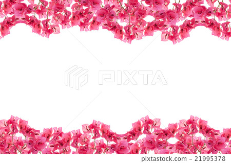 Bougainvillea frame on white background Bougainvillea frame on white background 21995378