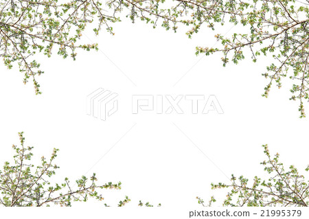 Fresh Green leaf frame isolated on white Fresh Green leaf frame isolated on white 21995379