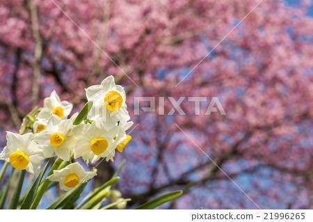 黃水仙開花與Kawazu櫻桃樹後面 黃水仙開花與Kawazu櫻桃樹後面 21996265