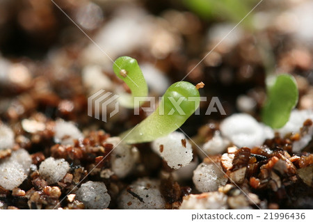 Close-up of germination of succulent plants ritopus 21996436