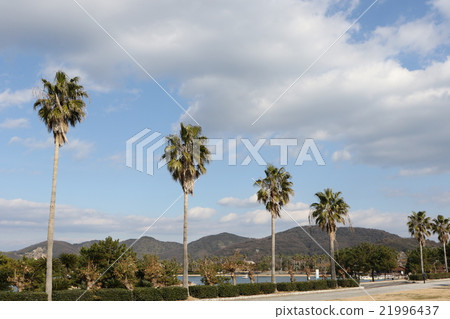 Palm Palm 21996437