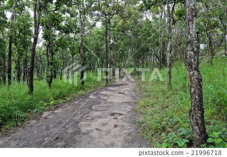 Hiking trail through dipterocarp forest 21996718