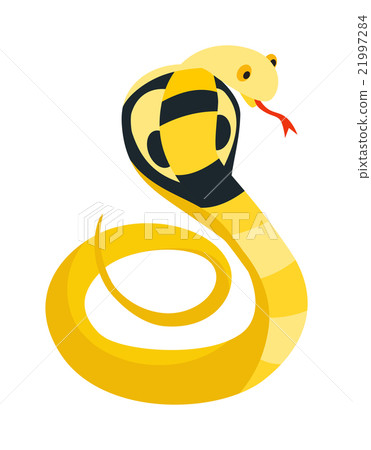 Cobra Snake coiled and ready to strike showing Cobra Snake coiled and ready to strike showing 21997284