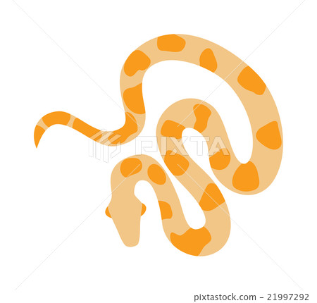 Gold python reticulated albino boa constrictor Gold python reticulated albino boa constrictor 21997292