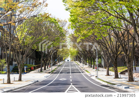 仙台鮮綠色的道路 仙台鮮綠色的道路 21997305
