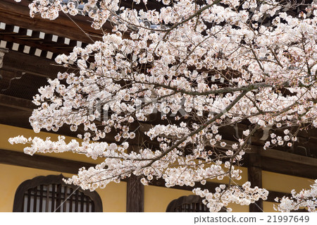 南禪寺的春天 21997649