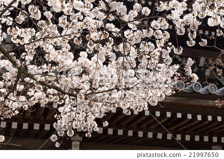 南禪寺的春天 南禪寺的春天 21997650