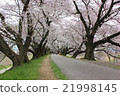 Cherry blossom tunnel 21998145