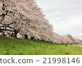 Magnificent cherry blossom trees 21998146
