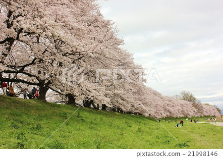 Magnificent cherry blossom trees 21998146