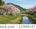 Cherry blossoms in a quiet river side 21998147