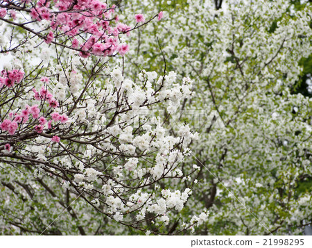 Flower peach blossoms Flower peach blossoms 21998295