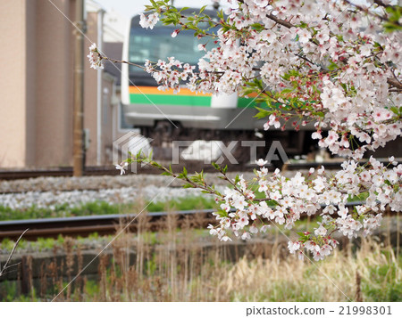 Cherry blossoms and trains Cherry blossoms and trains 21998301