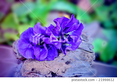 Butterfly Pea Flower 21998612
