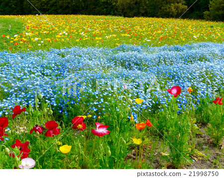 Poppies & Nemophila 21998750