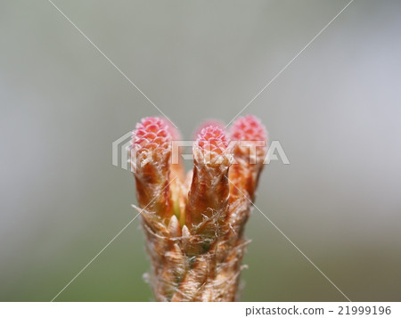 松樹芽 21999196