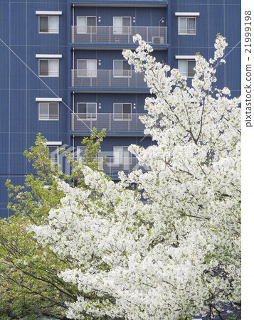 比爾和櫻桃樹 21999198