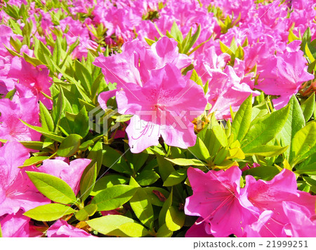 杜鵑花 21999251