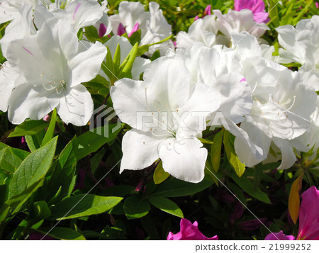 杜鵑花白 杜鵑花白 21999252