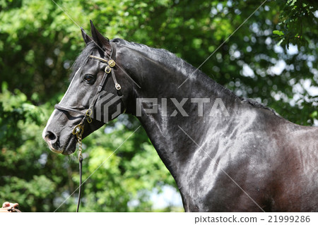 Amazing black welsh part-bred stallion Amazing black welsh part-bred stallion 21999286