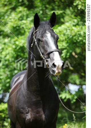 Amazing black welsh part-bred stallion Amazing black welsh part-bred stallion 21999287