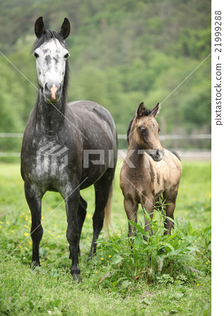 Beautiful mare with its foal on pasturage 21999288