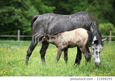 Beautiful mare with its foal on pasturage Beautiful mare with its foal on pasturage 21999293