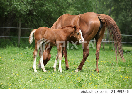 Beautiful mare with its foal on pasturage Beautiful mare with its foal on pasturage 21999296