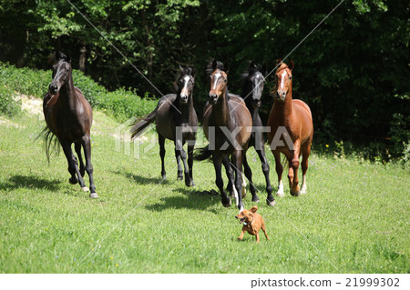 Beautiful herd of horses running together Beautiful herd of horses running together 21999302