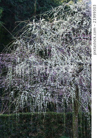 Uedai梅花 Uedai梅花 21999303