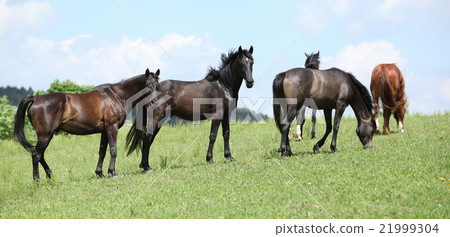 Nice herd of horses together on pasturage Nice herd of horses together on pasturage 21999304