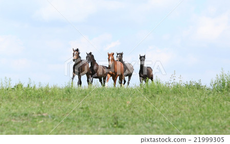 Beautiful herd of horses running together Beautiful herd of horses running together 21999305