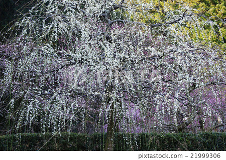 Uedai梅花 21999306