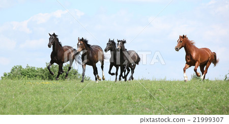 Beautiful herd of horses running together 21999307