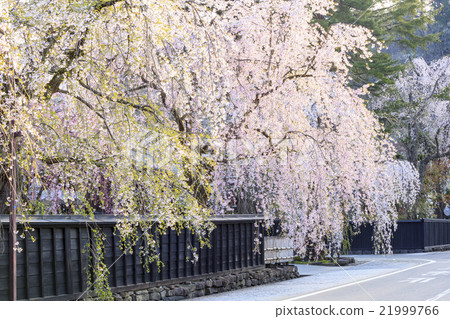 Kakanoda's ferns of citadel, Semboku, Akita prefecture 21999766