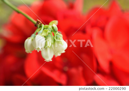 Blueberry Flower Rabbit Eye System Blueberry Flower Rabbit Eye System 22000290