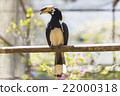 Horn-bill bird in the zoo 22000318