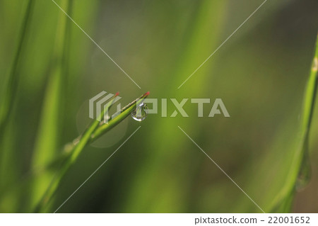 Drop of morning dew Drop of morning dew 22001652