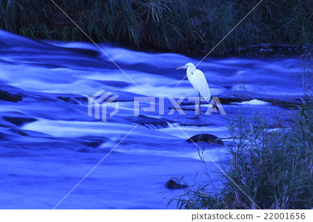 River-side heron River-side heron 22001656