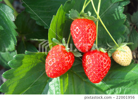 Strawberry cultivation 22001956