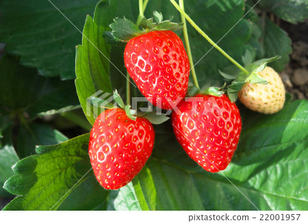 Strawberry cultivation Strawberry cultivation 22001957
