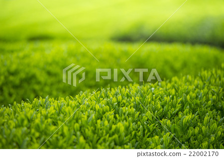 Japanese tea just before harvest (late April Ise district) 22002170