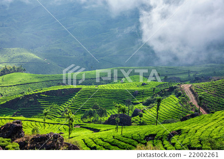 Green tea plantations in Munnar, Kerala, India 22002261