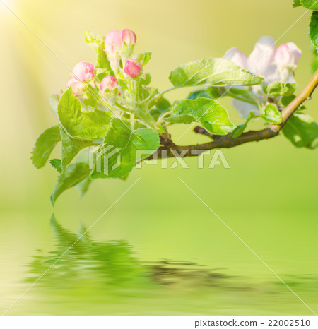 Apple tree flower 22002510