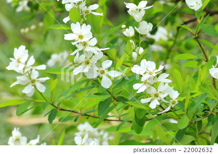 Ryukyu Bai flower 22002632