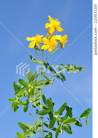 St John's wort (Hypericum perforatum) St John's wort (Hypericum perforatum) 22003109