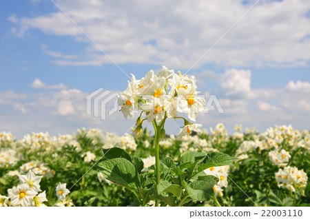 Potato field Potato field 22003110