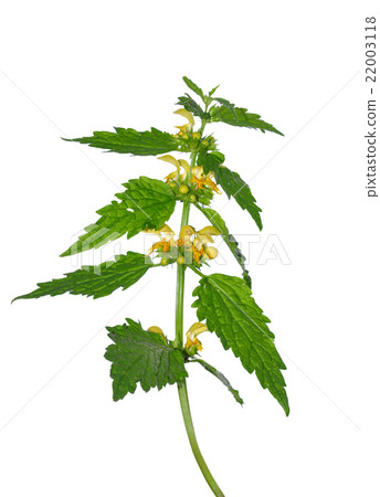 Yellow archangel (Lamium montanum) Yellow archangel (Lamium montanum) 22003118