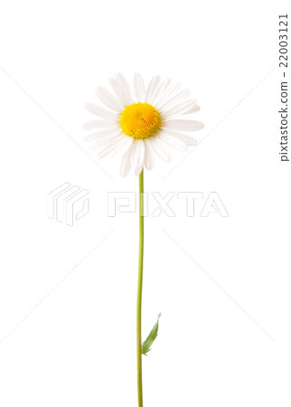 Ox-eye daisy (Leucanthemum vulgare) 22003121